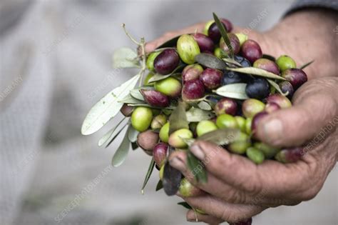 Fresh olives - Stock Image - F003/9471 - Science Photo Library