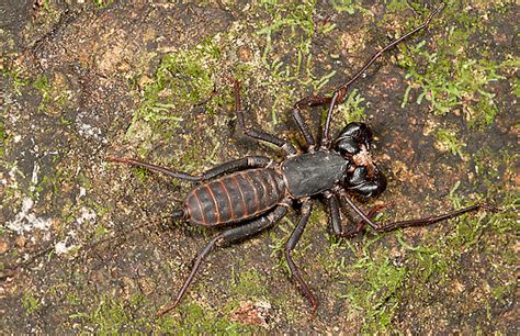 Amblypygi | AAS | American Arachnological Society