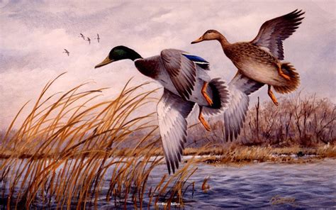 Waterfowl Paintings by Jim Killen 23 | Waterfowl art, Duck art ...