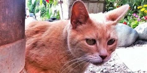 The Beloved, Long-Reigning Cat Mayor of an Alaskan Town Is Dead - Stubbs the Cat Mayor ...