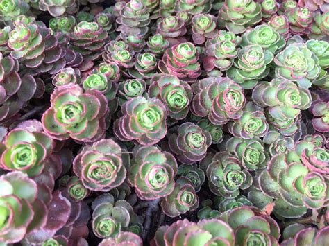 Dragon's Blood Sedum | Southwest Nursery | Wholesale Landscaping ...