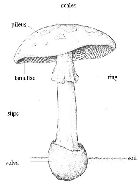 4: schematic view of an agaricoid basidiocarp | Download Scientific Diagram