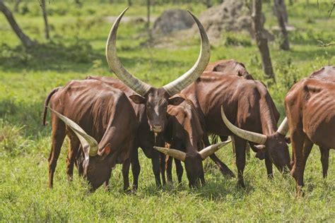 10 of the Most Exceptional Cattle Breeds | Rare breed, Cattle, Breeds