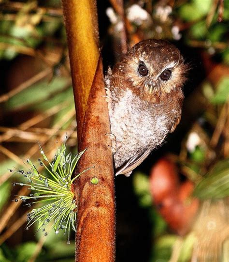 Long-whiskered Owlet | Owlet, Wise owl, Owl