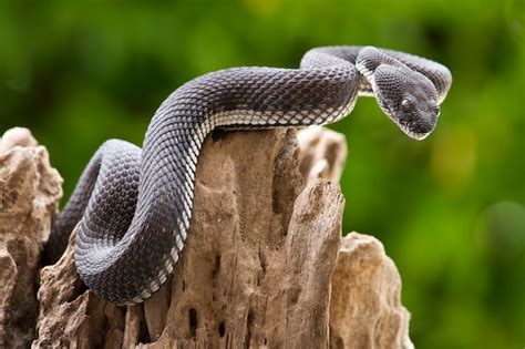 Premium Photo | Black viper snake on a tree