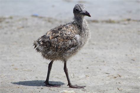 Laughing Gull Chick Baby - Free photo on Pixabay - Pixabay