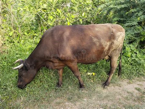 Indian milk cow stock photo. Image of grazing, sheep - 221544448