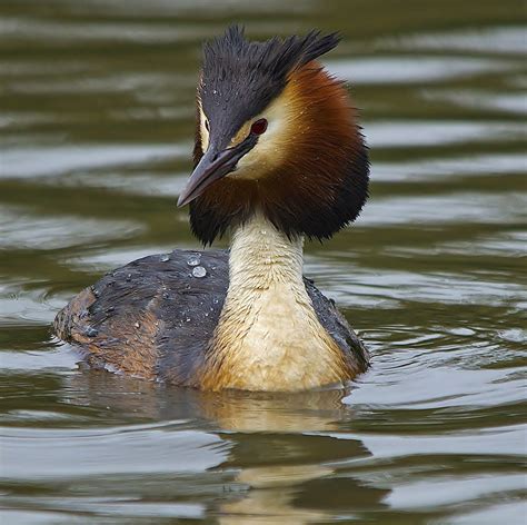 Details : Great Crested Grebe - BirdGuides