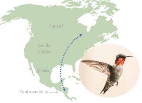 Día Mundial de las Aves Migratorias en América Latina - Prensa Animal