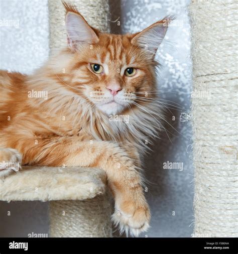 Domestic red maine coon cat posing on white background fur Stock Photo ...