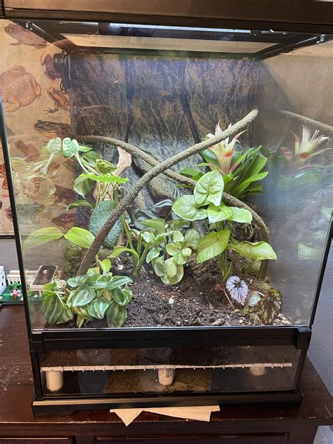 Set up our bio active terrarium for my sons red eyed tree frogs (we ...