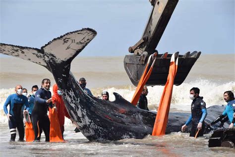 Stranded male humpback whale saved in Argentina (VIDEO)