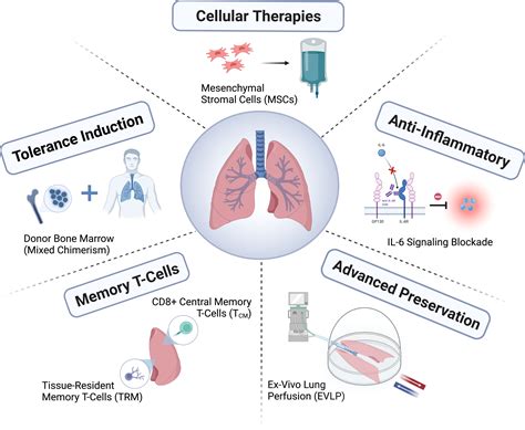 Frontiers | Novel approaches for long-term lung transplant survival