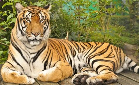 Myanmar - National animal - Tiger | Gatos selvagens, Animais selvagens, Gatos