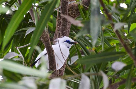 Bali Starling Conservation Program - Taman Safari Bali