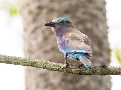 Indian Roller (Coracias benghalensis)