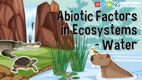 Abiotic Factors in Ecosystems – Water - YouTube