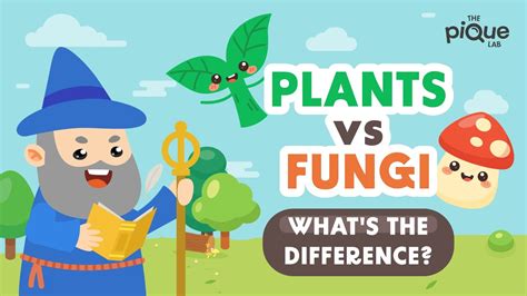 Plants VS Fungi: What's The Difference? | Primary School Science Animation - YouTube