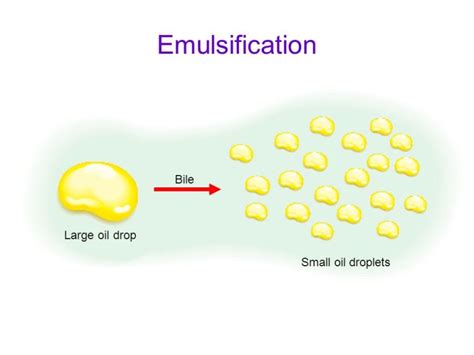 lipase | PMG Biology