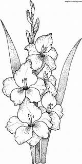 Larkspur Coloring Pages sketch template