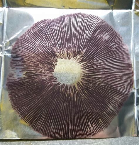 White Golden Teacher Spore Print – SporeSwaps