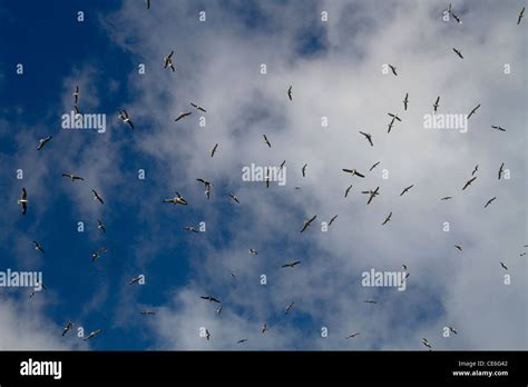 Seagulls in formation hi-res stock photography and images - Alamy