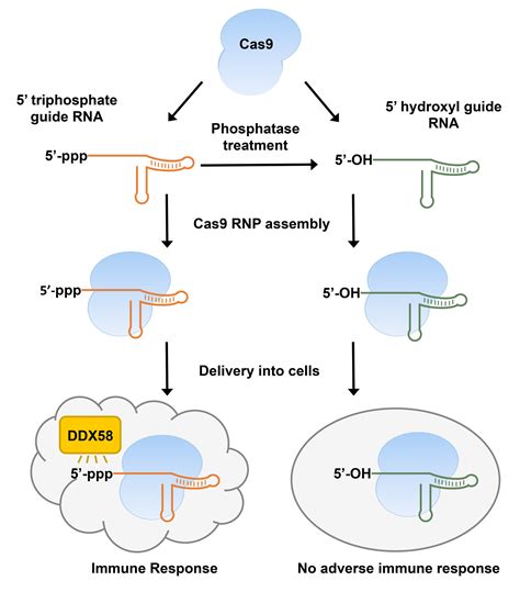 Modification of CRISPR guide RNA structure prevents immune response in ...