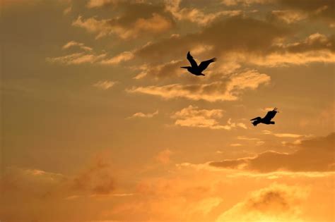 silhouette of 2 birds flying free image | Peakpx