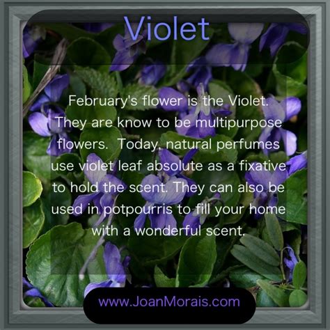 February flower is the Violet | Beauty Secrets from Nature | Pinterest