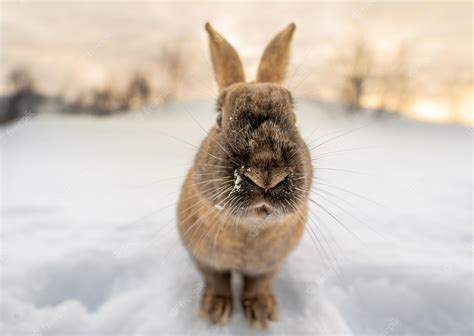 Premium Photo | Dark brown typical icelandic rabbit headon with the ground completely covered in ...