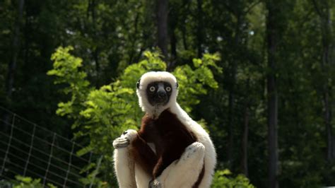 Zoboomafoo, 2014, Lemur, Zoboo Wallpapers Free Download - Desktop ...