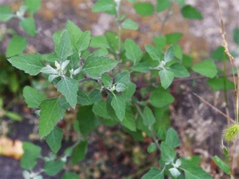 Lambsquarters: Weed Or Valuable Garden Plant? - The Small Town Homestead