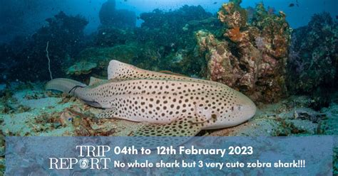 Whale sharks expedition 2023 - Diving liveaboard in Thailand and Myanmar