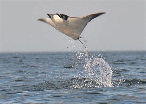 The Amazing Flying Mantas of the Sea of Cortez - MantaWatch