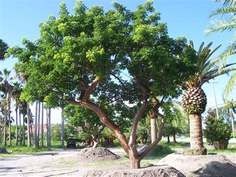 The Gumbo Limbo tree is great for providing shade! It's also known as the Tourist Tree because ...