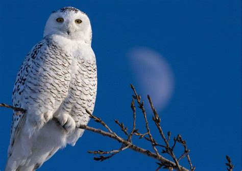 Snowy Owl Habits - AnimalBehaviorCorner