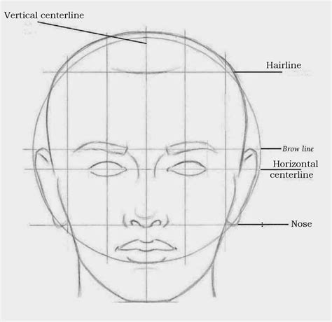 Loomis face proportions