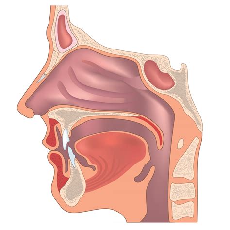 Anatomy of the nose and throat. Human organ structure. Medical sign 2932163 Vector Art at Vecteezy