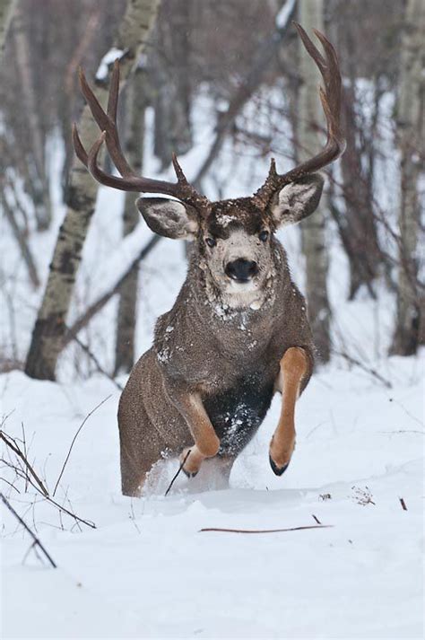 Mule Deer Running in Snow