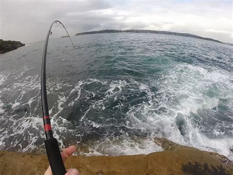 Rock fishing for blackfish in Sydney – FISHINGFABLES