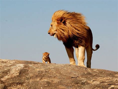 Lion Cub Wallpapers - Wallpaper Cave