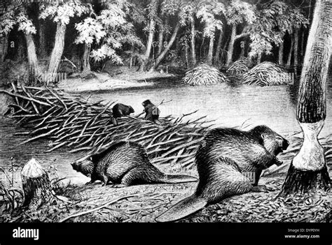 Beaver dam illustration hi-res stock photography and images - Alamy