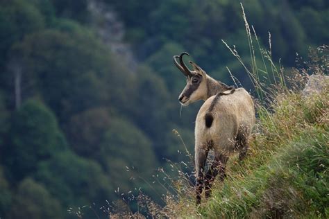 21 Wild Animals in Germany [Wildlife in Germany] - Kevmrc