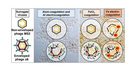 Removal and Inactivation of Nonenveloped and Enveloped Virus Surrogates by Conventional ...