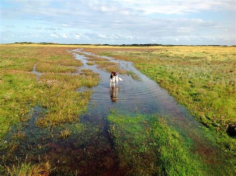 Prachtige kleuren op de kwelder van Schiermonnikoog. | National parks ...