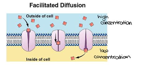 Notes - AP Biology Review