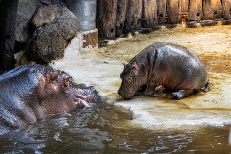 Baby Hippopotamus Hippopotamus Amphibius, or Hippo, Stock Image - Image ...