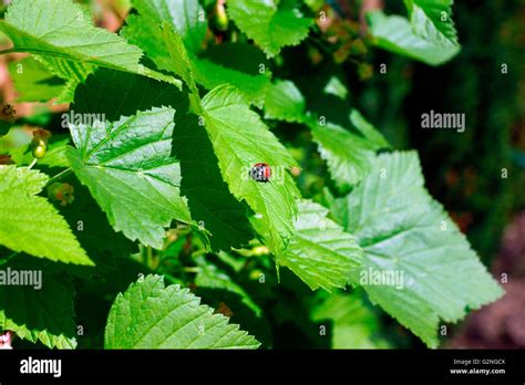 LADYBIRD RED /BLACK SPOTS ON BLACK CURRANT LEAF Stock Photo - Alamy