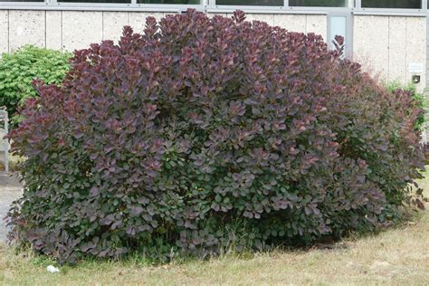 Cotinus coggygria „Royal Purple“