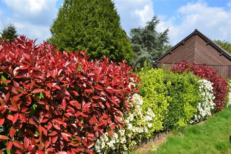 Privacy Shrubs: Fastest-Growing Shrubs for Privacy | Almanac.com